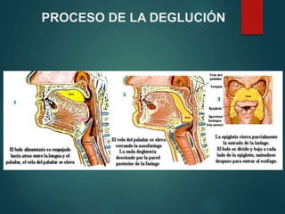 PROCESO DE LA DEGLUCIÓN
 