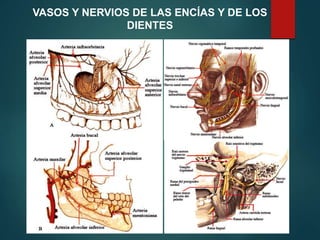 VASOS Y NERVIOS DE LAS ENCÍAS Y DE LOS
DIENTES
 
