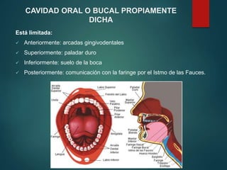 Está limitada:
 Anteriormente: arcadas gingivodentales
 Superiormente: paladar duro
 Inferiormente: suelo de la boca
 Posteriormente: comunicación con la faringe por el Istmo de las Fauces.
CAVIDAD ORAL O BUCAL PROPIAMENTE
DICHA
 