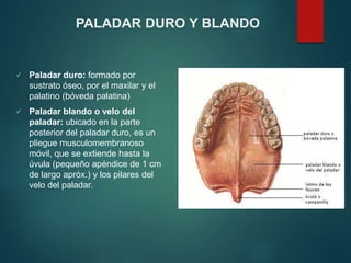 PALADAR DURO Y BLANDO
 Paladar duro: formado por
sustrato óseo, por el maxilar y el
palatino (bóveda palatina)
 Paladar blando o velo del
paladar: ubicado en la parte
posterior del paladar duro, es un
pliegue musculomembranoso
móvil, que se extiende hasta la
úvula (pequeño apéndice de 1 cm
de largo apróx.) y los pilares del
velo del paladar.
 