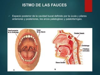 ISTMO DE LAS FAUCES
 Espacio posterior de la cavidad bucal definido por la úvula y pilares
anteriores y posteriores, los arcos palatogloso y palatofaringeo.
 