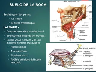 SUELO DE LA BOCA
Se distinguen dos partes:
 La lengua
 El surco alveololingual
LA LENGUA.-
 Ocupa el suelo de la cavidad bucal.
 Se encuentra revestida por mucosa.
 Recibe vasos y nervios y se une
mediante números músculos al:
 Hueso hioides
 A la mandíbula
 Al paladar duro
 Apófisis estiloides del hueso
temporal.
 