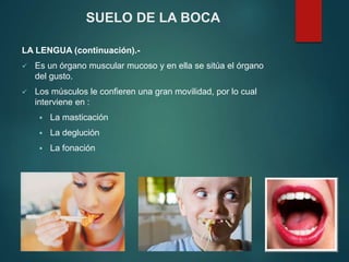 LA LENGUA (continuación).-
 Es un órgano muscular mucoso y en ella se sitúa el órgano
del gusto.
 Los músculos le confieren una gran movilidad, por lo cual
interviene en :
 La masticación
 La deglución
 La fonación
SUELO DE LA BOCA
 