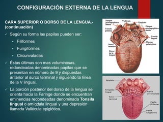 CARA SUPERIOR O DORSO DE LA LENGUA.-
(continuación)
 Según su forma las papilas pueden ser:
 Filiformes
 Fungiformes
 Circunvaladas
 Éstas últimas son mas voluminosas,
redondeadas denominadas papilas que se
presentan en número de 9 y dispuestas
anterior al surco terminal y siguiendo la línea
de la V lingual.
 La porción posterior del dorso de la lengua se
orienta hacia la Faringe donde se encuentran
eminencias redondeadas denominada Tonsila
lingual o amígdala lingual y una depresión
llamada Vallécula epiglótica.
CONFIGURACIÓN EXTERNA DE LA LENGUA
 