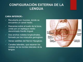 CARA INFERIOR.-
 Recubierta por mucosa, donde se
encuentra un canal medio.
 Descansa sobre el suelo de la boca,
unida por un repliegue medio
denominado frenillo lingual.
 Dos anchos rodetes longitudinales,
formado por los músculos geniogloso.
 Venas satélites del Nervio Hipogloso.
 Canales laterales, que separan los
rodetes de los bordes laterales de la
lengua.
CONFIGURACIÓN EXTERNA DE LA
LENGUA
 