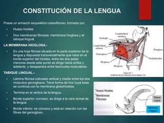 CONSTITUCIÓN DE LA LENGUA
Posee un armazón esquelético osteofibroso, formado por:
 Hueso hioides
 Dos membranas fibrosas: membrana hioglosa y el
tabique lingual.
LA MEMBRANA HIOGLOSA.-
 Es una hoja fibrosa situada en la parte posterior de la
lengua y dispuesta transversalmente que nace en el
borde superior del hioides, entre las dos astas
menores desde este punto se dirige hacia arriba y
adelante y desaparece entre fascículos musculares.
TABIQUE LINGUAL.-
 Lámina fibrosa colocada vertical y media entre los dos
músculos genioglosos. Tiene forma de hoz cuya base
se continúa con la membrana glosohioidea.
 Termina en el vértice de la lengua.
 Borde superior: convexo, se dirige a la cara dorsal de
la lengua.
 Borde inferior: es cóncavo y está en relación con las
fibras del geniogloso.
 