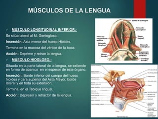  MÚSCULO LONGITUDINAL INFERIOR.-
Se sitúa lateral al M. Geniogloso.
Inserción: Asta menor del hueso Hioides.
Termina en la mucosa del vértice de la boca.
Acción: Deprime y retrae la lengua.
 MÚSCULO HIOGLOSO.-
Situado en la parte lateral de la lengua, se extiende
en forma de abanico en el espesor de éste órgano.
Inserción: Borde inferior del cuerpo del hueso
hioides y cara superior del Asta Mayor, borde
lateral y en toda su extensión.
Termina, en el Tabique lingual.
Acción: Depresor y retractor de la lengua.
MÚSCULOS DE LA LENGUA
 