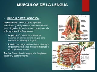  MÚSCULO ESTILOGLOSO.-
Inserciones: Vértice de la Apófisis
estiloides y el ligamento estilomandibular
y se dirige hacia los bordes posteriores de
la lengua en dos fascículos:
 Superior: En forma de abanico se
extiende en el dorso de la lengua para
terminar en el tabique lingual.
 Inferior: se dirige también hacia el tabique
lingual atraviesa a los músculos hiogloso y
el Longitudinal inferior.
Acción: Ensanchan la lengua y la desplazan
superior y posteriormente.
MÚSCULOS DE LA LENGUA
 