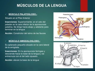  MÚSCULO PALATOGLOSO.-
Situado en el Pilar Anterior
Inserciones: Superiormente; en el velo del
paladar en la cara inferior de la aponeurosis
palatina. Se dirige hacia abajo y adelante para
terminar en la lengua
Acción: Constrictor del istmo de las fauces
 MÚSCULO AMIGDALOGLOSO.-
Es aplanado pequeño situado en la cara lateral
de la amígdala.
Inserciones: En la aponeurosis faríngea y
desciende hacia la base de la lengua y se
entrecruza con el del lado opuesto.
Acción: elevan la base de la lengua
MÚSCULOS DE LA LENGUA
 
