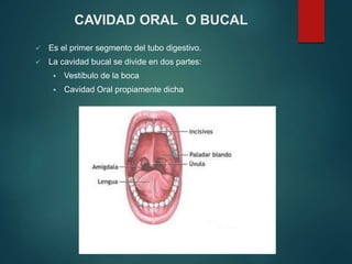 CAVIDAD ORAL O BUCAL
 Es el primer segmento del tubo digestivo.
 La cavidad bucal se divide en dos partes:
 Vestíbulo de la boca
 Cavidad Oral propiamente dicha
 