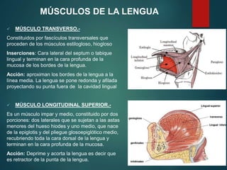  MÚSCULO TRANSVERSO.-
Constituidos por fascículos transversales que
proceden de los músculos estilogloso, hiogloso
Inserciones: Cara lateral del septum o tabique
lingual y terminan en la cara profunda de la
mucosa de los bordes de la lengua.
Acción: aproximan los bordes de la lengua a la
línea media. La lengua se pone redonda y afilada
proyectando su punta fuera de la cavidad lingual
 MÚSCULO LONGITUDINAL SUPERIOR.-
Es un músculo impar y medio, constituido por dos
porciones: dos laterales que se sujetan a las astas
menores del hueso hiodes y uno medio, que nace
de la epiglotis y del pliegue glosoepiglótico medio,
recubriendo toda la cara dorsal de la lengua y
terminan en la cara profunda de la mucosa.
Acción: Deprime y acorta la lengua es decir que
es retractor de la punta de la lengua.
MÚSCULOS DE LA LENGUA
 