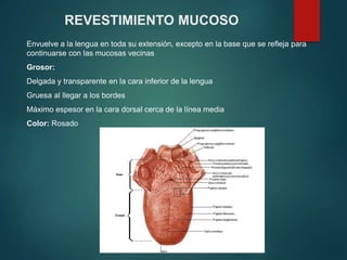 REVESTIMIENTO MUCOSO
Envuelve a la lengua en toda su extensión, excepto en la base que se refleja para
continuarse con las mucosas vecinas
Grosor:
Delgada y transparente en la cara inferior de la lengua
Gruesa al llegar a los bordes
Máximo espesor en la cara dorsal cerca de la línea media
Color: Rosado
 