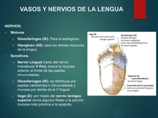 NERVIOS:
 Motores
 Glosofaríngeo (IX): Para el estilogloso.
 Hipogloso (XII): para los demás músculos
de la lengua.
 Sensitivos.
 Nervio Lingual (ramo del nervio
mandibular V Par), inerva la mucosa
anterior al límite de las papilas
circunvaladas.
 Glosofaríngeo (IX): se distribuye por
papilas calciformes o circunvaladas y
mucosa por detrás de la V lingual
 Vago (X): por medio del nervio laríngeo
superior envía algunos filetes a la porción
mucosa más próxima a la epiglotis.
VASOS Y NERVIOS DE LA LENGUA
 