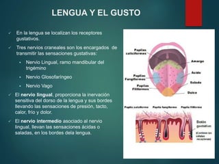 LENGUA Y EL GUSTO
 En la lengua se localizan los receptores
gustativos.
 Tres nervios craneales son los encargados de
transmitir las sensaciones gustativas:
 Nervio Lingual, ramo mandibular del
trigémino
 Nervio Glosofaríngeo
 Nervio Vago
 El nervio lingual, proporciona la inervación
sensitiva del dorso de la lengua y sus bordes
llevando las sensaciones de presión, tacto,
calor, frío y dolor.
 El nervio intermedio asociado al nervio
lingual, llevan las sensaciones ácidas o
saladas, en los bordes dela lengua.
 