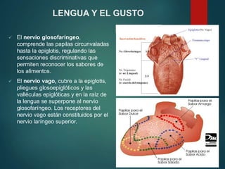  El nervio glosofaríngeo,
comprende las papilas circunvaladas
hasta la epiglotis, regulando las
sensaciones discriminativas que
permiten reconocer los sabores de
los alimentos.
 El nervio vago, cubre a la epiglotis,
pliegues glosoepiglóticos y las
valléculas epiglóticas y en la raíz de
la lengua se superpone al nervio
glosofaríngeo. Los receptores del
nervio vago están constituidos por el
nervio laríngeo superior.
LENGUA Y EL GUSTO
 