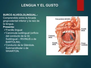 LENGUA Y EL GUSTO
SURCO ALVEOLOLINGUAL.-
Comprendido entre la Arcada
gingivodental inferior y la raíz de
la lengua.
Presenta:
Frenillo lingual
Carúncula sublingual (orificio
del conducto de la Gl.
Sublingual – RIVINUS o de
BARTOLINI).
Conducto de la Glándula.
Submandibular o de
WHARTON.
 