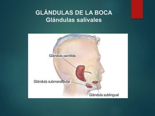 GLÁNDULAS DE LA BOCA
Glándulas salivales
 