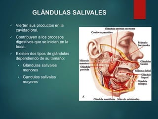 GLÁNDULAS SALIVALES
 Vierten sus productos en la
cavidad oral.
 Contribuyen a los procesos
digestivos que se inician en la
boca.
 Existen dos tipos de glándulas
dependiendo de su tamaño:
 Glándulas salivales
menores
 Gandulas salivales
mayores
 