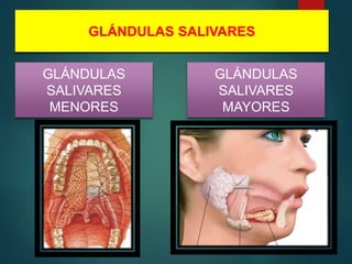GLÁNDULAS
SALIVARES
MENORES
GLÁNDULAS SALIVARES
GLÁNDULAS
SALIVARES
MAYORES
 