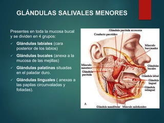 GLÁNDULAS SALIVALES MENORES
Presentes en toda la mucosa bucal
y se dividen en 4 grupos:
 Glándulas labiales (cara
posterior de los labios)
 Glándulas bucales (anexa a la
mucosa de las mejillas)
 Glándulas palatinas situadas
en el paladar duro.
 Glándulas linguales ( anexas a
las papilas circunvaladas y
foliadas).
 