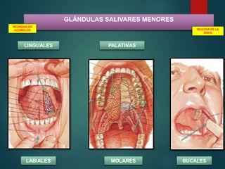 GLÁNDULAS SALIVARES MENORES
LABIALES BUCALESMOLARES
PALATINASLINGUALES
REUNIDAS EN
ACUMULOS MUCOSA DE LA
BOCA
 