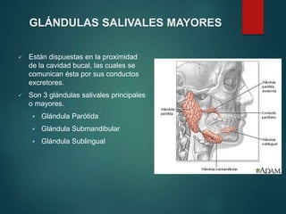  Están dispuestas en la proximidad
de la cavidad bucal, las cuales se
comunican ésta por sus conductos
excretores.
 Son 3 glándulas salivales principales
o mayores.
 Glándula Parótida
 Glándula Submandibular
 Glándula Sublingual
GLÁNDULAS SALIVALES MAYORES
 