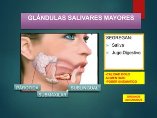 GLÁNDULAS SALIVARES MAYORES
SEGREGAN:
 Saliva
 Jugo Digestivo
PÁROTIDA
SUBMAXILAR
SUBLINGUAL
ORGANOS
AUTONOMOS
-CALIDAD BOLO
ALIMENTICIO
-PODER ENZIMATICO
 