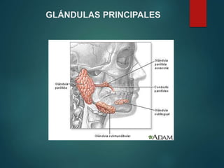 GLÁNDULAS PRINCIPALES
 