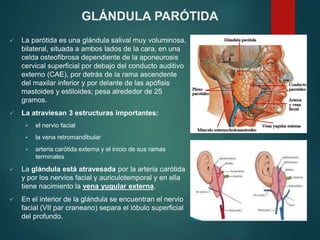 GLÁNDULA PARÓTIDA
 La parótida es una glándula salival muy voluminosa,
bilateral, situada a ambos lados de la cara, en una
celda osteofibrosa dependiente de la aponeurosis
cervical superficial por debajo del conducto auditivo
externo (CAE), por detrás de la rama ascendente
del maxilar inferior y por delante de las apófisis
mastoides y estiloides; pesa alrededor de 25
gramos.
 La atraviesan 3 estructuras importantes:
 el nervio facial
 la vena retromandibular
 arteria carótida externa y el inicio de sus ramas
terminales
 La glándula está atravesada por la arteria carótida
y por los nervios facial y auriculotemporal y en ella
tiene nacimiento la vena yugular externa.
 En el interior de la glándula se encuentran el nervio
facial (VII par craneano) separa el lóbulo superficial
del profundo.
 