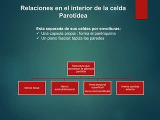 Relaciones en el interior de la celda
Parotídea
Esta separada de sus celdas por envolturas:
 Una capsula propia : forma el parénquima
 Un plano fascial: tapiza las paredes
Estructura que
atraviesan la glándula
parótida
Nervio facial
Nervio
auriculotemporal
Vena temporal
superficial
Vena retromandibular
Arteria carótida
externa
 