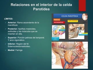 LÍMITES:
 Anterior: Rama ascendente de la
mandíbula
 Posterior: Apófisis mastoides,
estiloides y los músculos que se
insertan en ella.
 Superior: Porción petrosa del temporal.
Y arco cigomático.
 Inferior: Región del M.
Esternocleidomastoideo.
 Medial: Faringe
Relaciones en el interior de la celda
Parotídea
 