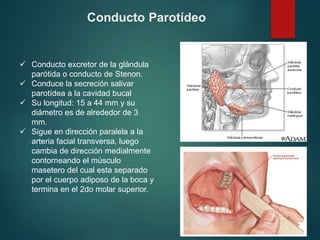 Conducto Parotídeo
 Conducto excretor de la glándula
parótida o conducto de Stenon.
 Conduce la secreción salivar
parotídea a la cavidad bucal
 Su longitud: 15 a 44 mm y su
diámetro es de alrededor de 3
mm.
 Sigue en dirección paralela a la
arteria facial transversa, luego
cambia de dirección medialmente
contorneando el músculo
masetero del cual esta separado
por el cuerpo adiposo de la boca y
termina en el 2do molar superior.
 