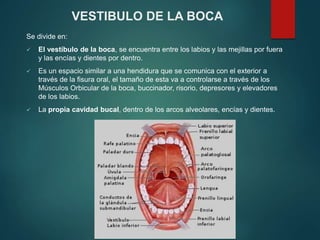 Se divide en:
 El vestíbulo de la boca, se encuentra entre los labios y las mejillas por fuera
y las encías y dientes por dentro.
 Es un espacio similar a una hendidura que se comunica con el exterior a
través de la fisura oral, el tamaño de esta va a controlarse a través de los
Músculos Orbicular de la boca, buccinador, risorio, depresores y elevadores
de los labios.
 La propia cavidad bucal, dentro de los arcos alveolares, encías y dientes.
VESTIBULO DE LA BOCA
 