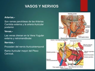 VASOS Y NERVIOS
Arterias.-
Son ramas parotídeas de las Arterias
Carótida externa y la arteria Auricular
posterior.
Venas.-
Las venas drenan en la Vena Yugular
externa y retromandibular.
Nervios.-
Proceden del nervio Auriculotemporal
Ramo Auricular mayor del Plexo
Cervical.
 
