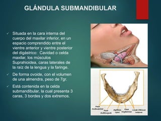  Situada en la cara interna del
cuerpo del maxilar inferior, en un
espacio comprendido entre el
vientre anterior y vientre posterior
del digástrico: Cavidad o celda
maxilar, los músculos
Suprahioidea, caras laterales de
la raíz de la lengua y la faringe.
 De forma ovoide, con el volumen
de una almendra, peso de 7gr.
 Está contenida en la celda
submandibular, la cual presenta 3
caras, 3 bordes y dos extremos.
GLÁNDULA SUBMANDIBULAR
 