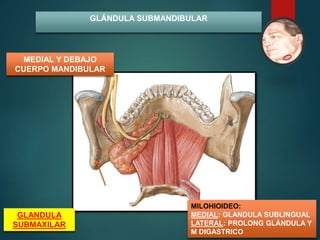 GLÁNDULA SUBMANDIBULAR
MILOHIOIDEO:
MEDIAL: GLANDULA SUBLINGUAL
LATERAL: PROLONG GLÁNDULA Y
M DIGASTRICO
MEDIAL Y DEBAJO
CUERPO MANDIBULAR
GLANDULA
SUBMAXILAR
 