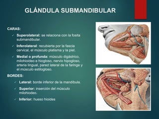 CARAS:
 Superolateral: se relaciona con la fosita
submandibular.
 Inferolateral: recubierta por la fascia
cervical, el músculo platisma y la piel.
 Medial o profunda: músculo digástrico,
milohioideo e hiogloso, nervio hipogloso,
arteria lingual, pared lateral de la faringe y
el músculo estilogloso.
BORDES:
 Lateral: borde inferior de la mandíbula.
 Superior: inserción del músculo
milohiodeo.
 Inferior: hueso hioides
GLÁNDULA SUBMANDIBULAR
 