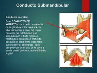 Conducto Submandibular
Conducto excretor:
Es el CONDUCTO DE
WHARTON nace de la cara medial
de la glándula, mide de 4 a 5 cm.
abandonándola a nivel del borde
posterior del milohioideo y se
introduce por el hiato hiogloso-
milohioideo haciéndose profunda,
después se aloja entre la glándula
sublingual y el geniogloso, para
desembocar en el piso de la boca a
través de un orificio al lado del frenillo
lingual.
 
