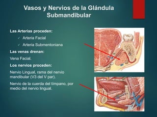 Vasos y Nervios de la Glándula
Submandibular
Las Arterias proceden:
 Arteria Facial
 Arteria Submentoniana
Las venas drenan:
Vena Facial.
Los nervios proceden:
Nervio Lingual, rama del nervio
mandibular (V3 del V par).
Nervio de la cuerda del tímpano, por
medio del nervio lingual.
 