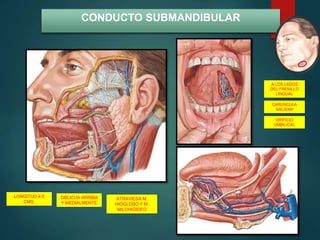 CONDUCTO SUBMANDIBULAR
LONGITUD 4-5
CMS.
OBLICUA ARRIBA
Y MEDIALMENTE
ATRAVIESA M.
HIOGLOSO Y M.
MILOHIOIDEO
A LOS LADOS
DEL FRENILLO
LINGUAL
CARUNCULA
SALIVAR
ORIFICIO
UMBILICAL
 