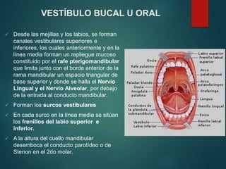  Desde las mejillas y los labios, se forman
canales vestibulares superiores e
inferiores, los cuales anteriormente y en la
línea media forman un repliegue mucoso
constituido por el rafe pterigomandibular
que limita junto con el borde anterior de la
rama mandibular un espacio triangular de
base superior y donde se halla el Nervio
Lingual y el Nervio Alveolar, por debajo
de la entrada al conducto mandibular.
 Forman los surcos vestibulares
 En cada surco en la línea media se sitúan
los frenillos del labio superior e
inferior.
 A la altura del cuello mandibular
desemboca el conducto parotídeo o de
Stenon en el 2do molar.
VESTÍBULO BUCAL U ORAL
 
