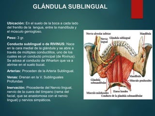 Ubicación: En el suelo de la boca a cada lado
del frenillo de la lengua, entre la mandíbula y
el músculo geniogloso.
Peso: 3 gr.
Conducto sublingual o de RIVINUS: Nace
en la cara medial de la glándula y se abre a
través de múltiples conductillos, uno de los
cuales es un conducto principal (de Rivinus).
Se adosa al conducto de Wharton que va a
abrirse en el suelo bucal.
Arterias: Proceden de la Arteria Sublingual.
Venas: Drenan en la V. Sublinguales
Profundas
Inervación: Procedente del Nervio lingual,
nervio de la cuera del tímpano (rama del
facial, que se anastomosa con el nervio
lingual) y nervios simpáticos.
GLÁNDULA SUBLINGUAL
 