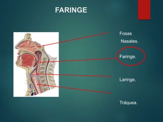 FARINGE
Fosas
Nasales.
Faringe.
Laringe.
Tráquea.
 