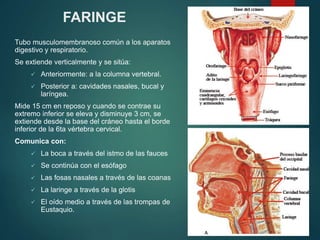 FARINGE
Tubo musculomembranoso común a los aparatos
digestivo y respiratorio.
Se extiende verticalmente y se sitúa:
 Anteriormente: a la columna vertebral.
 Posterior a: cavidades nasales, bucal y
laríngea.
Mide 15 cm en reposo y cuando se contrae su
extremo inferior se eleva y disminuye 3 cm, se
extiende desde la base del cráneo hasta el borde
inferior de la 6ta vértebra cervical.
Comunica con:
 La boca a través del istmo de las fauces
 Se continúa con el esófago
 Las fosas nasales a través de las coanas
 La laringe a través de la glotis
 El oído medio a través de las trompas de
Eustaquio.
 