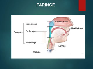 FARINGE
 