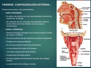 Presenta tres caras, y dos extremidades.
 CARA POSTERIOR.
 Es plana, se continúa con las caras laterales formando los
ángulos de la faringe.
 Se relaciona con los músculos prevertebrales hasta el
borde inferior de la 6ta vértebra cervical.(espacio
retrofaringeo)
 CARAS LATERALES.
 Desde los ángulos faríngeos con la pared posterior, limitan
de superior a inferior:
 El borde posterior del ala medial de la apófisis pterigoides.
 El ligamento pterigomandibular.
 En el borde posterior de la línea milohioidea.
 La cara lateral de la base de la lengua.
 Las astas mayores del hueso hioides.
 El ligamento tirohioideo lateral.
 El borde posterior de las láminas laterales del cartílago
tiroides.
 La parte lateral del cartílago cricoides.
FARINGE: CONFIGURACIÓN EXTERNA.-
 