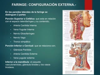 En las paredes laterales de la faringe se
distinguen 2 partes
Porción Superior o Cefálica: que esta en relación
con el espacio laterofaríngeo y su contenido;
 Arteria Carótida Interna
 Vena Yugular Interna
 Nervio Glosofaríngeo
 Nervio Vago
 Tronco simpático
Porción Inferior o Cervical: que se relaciona con;
 Glándula Parótida
 Arteria Carótida Externa
 Vena yugular externa
Inferior a la mandíbula: el paquete
vasculonervioso, glándula tiroides y los vasos
tiroideos.
FARINGE: CONFIGURACIÓN EXTERNA.-
 