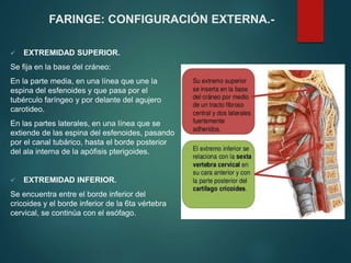  EXTREMIDAD SUPERIOR.
Se fija en la base del cráneo:
En la parte media, en una línea que une la
espina del esfenoides y que pasa por el
tubérculo faríngeo y por delante del agujero
carotideo.
En las partes laterales, en una línea que se
extiende de las espina del esfenoides, pasando
por el canal tubárico, hasta el borde posterior
del ala interna de la apófisis pterigoides.
 EXTREMIDAD INFERIOR.
Se encuentra entre el borde inferior del
cricoides y el borde inferior de la 6ta vértebra
cervical, se continúa con el esófago.
FARINGE: CONFIGURACIÓN EXTERNA.-
 