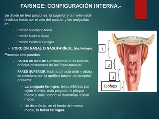 Se divide en tres porciones, la superior y la media están
divididas hacia por el velo del paladar y las amígdalas
en:
• Porción Superior o Nasal
• Porción Media o Bucal
• Porción Inferior o Laríngea
 PORCIÓN NASAL O NASOFARÍNGE (rinofaringe)
Presenta seis paredes.
 PARED ANTERIOR: Corresponde a las coanas,
orificios posteriores de las fosas nasales.
 PARED SUPERIOR: Inclinada hacia atrás y abajo,
se relaciona con la apófisis basilar del occipital,
presenta:
 La amigada faríngea, tejido infiltrado por
tejido linfoide, está plegado, el pliegue
medio y más notorio se denomina receso
medio.
 Un divertículo, en el fondo del receso
medio, la bolsa faríngea.
FARINGE: CONFIGURACIÓN INTERNA.-
 