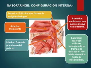 Inferior: Formada
por el velo del
paladar.
Laterales:
aparecen
orificios
faríngeos de la
trompa de
Eustaquio. Por
detrás de está la
fosita de
Rosenmuller.
Posterior:
conforman una
curva cóncava
hacia delante.
Superior: Folículos que forman la
amígdala faríngea.
Anterior:
Inexistente
NASOFARINGE: CONFIGURACIÓN INTERNA.-
 